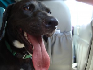 dog photo