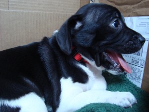 puppy moe