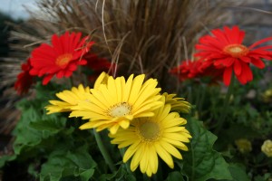 Flowers