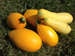 Squash