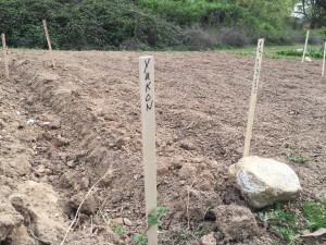 Garden labeled yukon potatoes