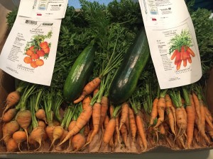 carrots